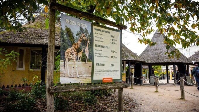 Guardião do zoológico morre após ataque de leopardo | Notícias do mundo Guardião do zoológico morre após ataque de leopardo | Notícias do mundo