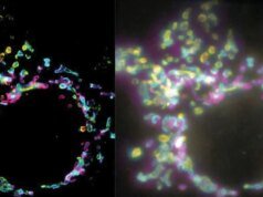 Nova técnica de imagem SPIFFI captura dinâmica de células vivas em tempo real