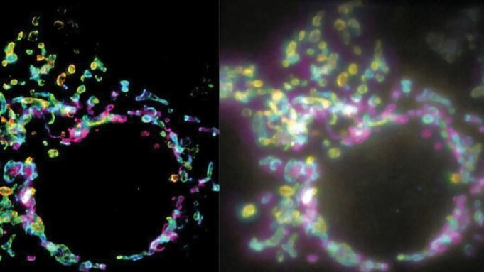 Nova técnica de imagem SPIFFI captura dinâmica de células vivas em tempo real