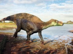 Novas espécies de dinossauros identificadas a partir de fósseis esquecidos de museus