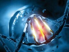 Um estudo descobriu que comer 30% menos calorias pode reduzir os danos ao DNA