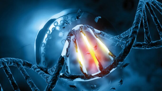 Um estudo descobriu que comer 30% menos calorias pode reduzir os danos ao DNA Um estudo descobriu que comer 30% menos calorias pode reduzir os danos ao DNA